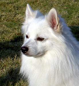 german spitz and pomeranian differences german spitz vs pomeranian breeds picture german spitz and pomeranian differences german spitz vs pomeranian breeds picture